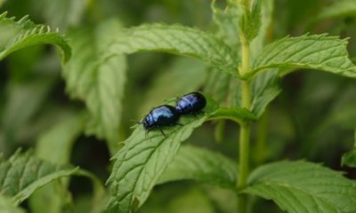 Minze Schädlinge effektiv bekämpfen