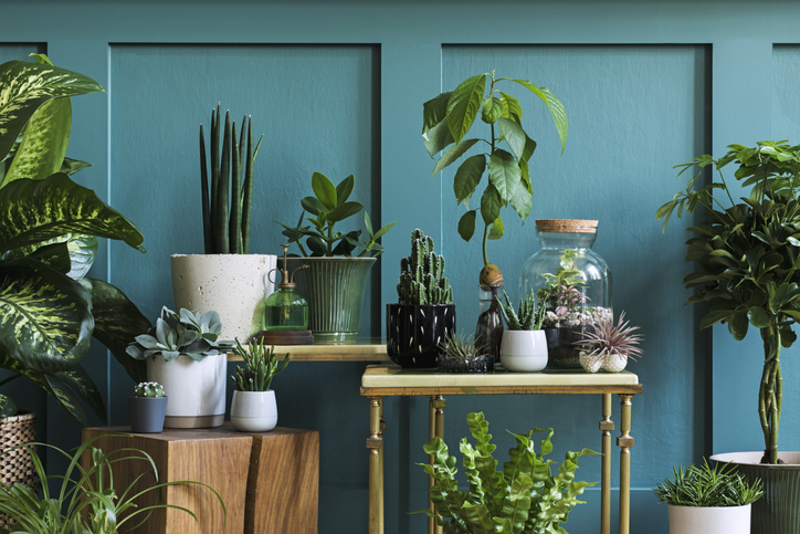 Mit dem Blumentopf den Wohnraum gestalten