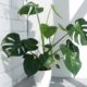 Monstera Deliciosa - die Eigenschaften der Frucht