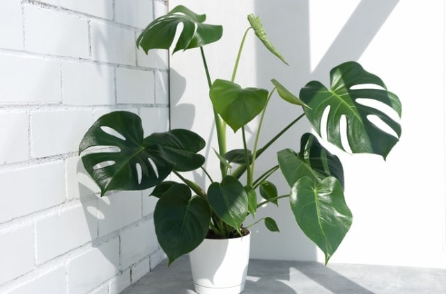 Monstera Deliciosa - die Eigenschaften der Frucht