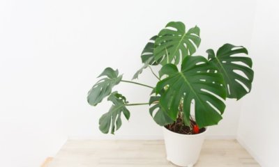 Monstera schneiden - Zeitpunkt und Anleitung