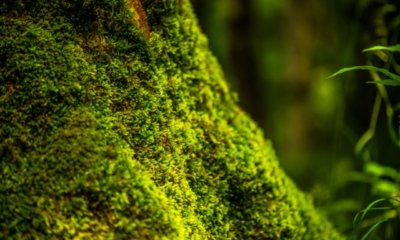 Moos am Baum - schädlich oder harmlos
