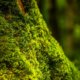 Moos am Baum - schädlich oder harmlos