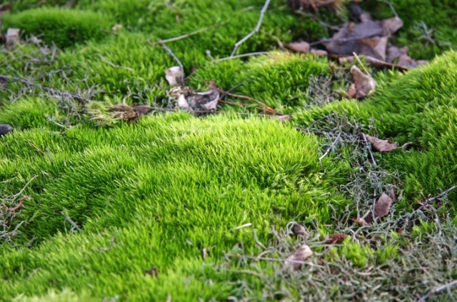 Moos trocknen - Tipps und Tricks