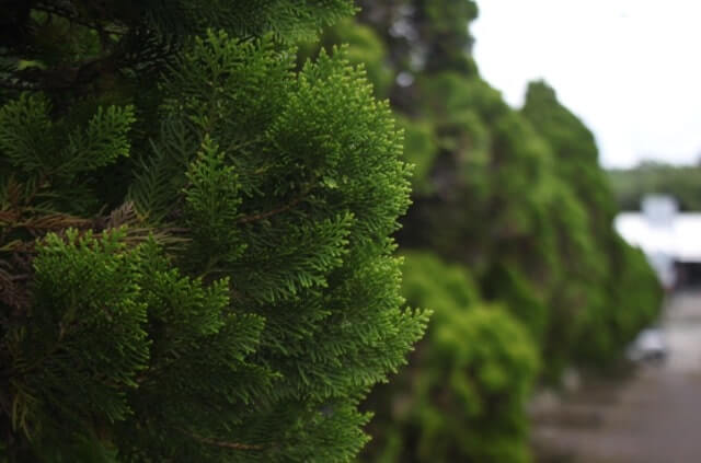 Muschelzypresse als Bonsai erziehen