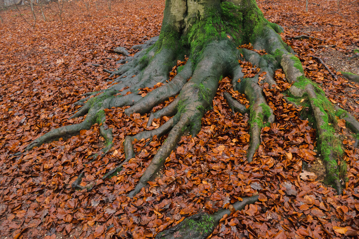 Mykorrhiza- Pilze