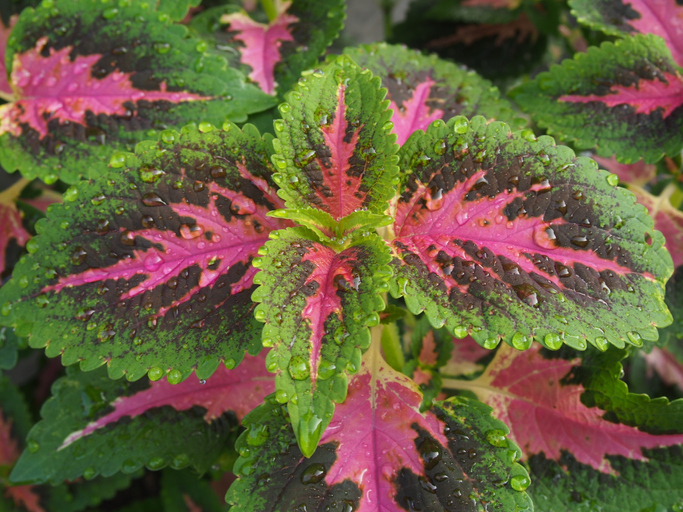 Nach dem Vermehren richtig pflegen