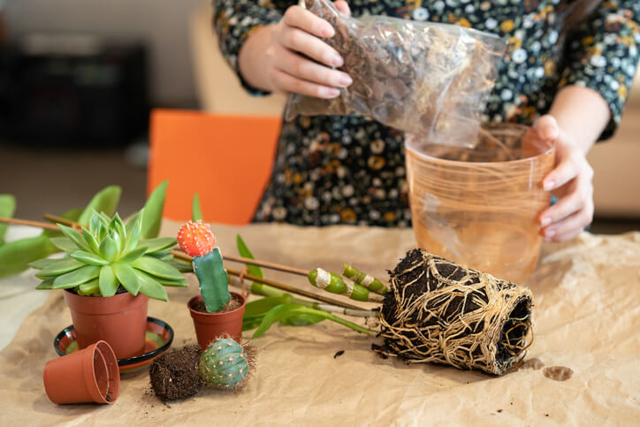 Neuer Topf und neue Erde für die Orchidee