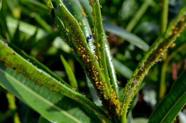 Oleander - Blattläuse bekämpfen