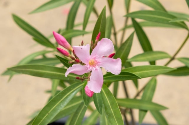 Oleander Knospen gehen nicht auf - was tun