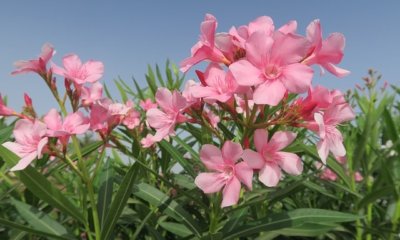 Oleander Stamm ziehen - das sollten Sie beachten