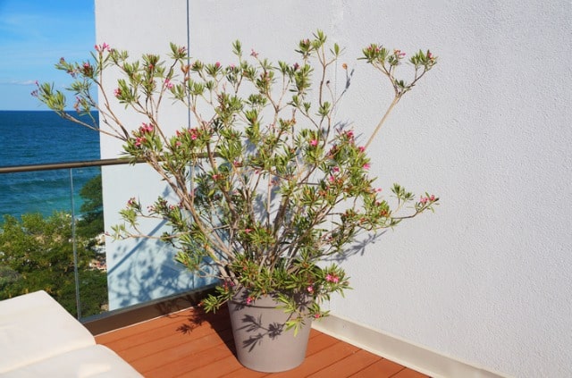 Oleander auf dem Balkon pflanzen