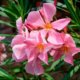 Oleander hat trockene Blätter - was tun