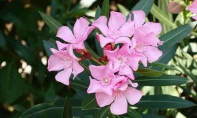 Oleander ist erfroren - so kann man ihn retten