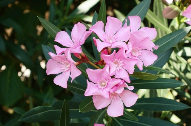Oleander ist erfroren - so kann man ihn retten