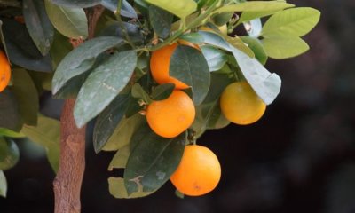 Orangenbaum richtig überwintern
