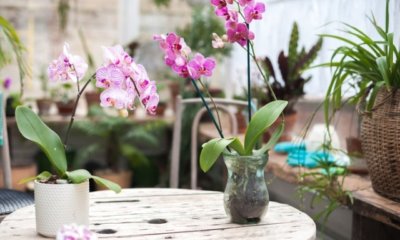 Orchidee in der Glasvase kultivieren