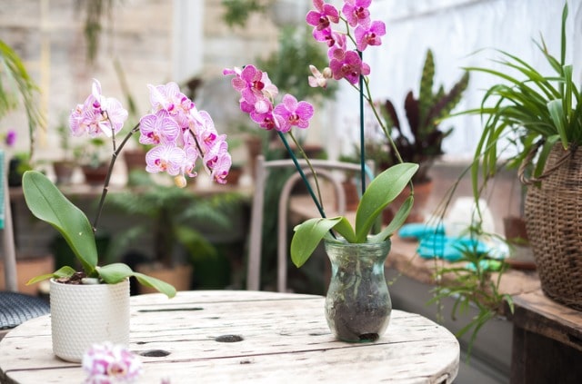 Orchidee in der Glasvase kultivieren