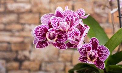 Orchidee ist zu trocken - was tun