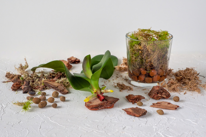 Orchideen-Pflege in der Glasvase