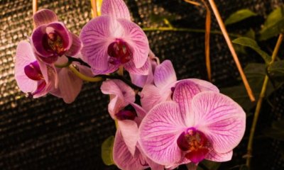 Orchideen im Winter - Pflegetipps und Tricks