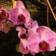 Orchideen im Winter - Pflegetipps und Tricks