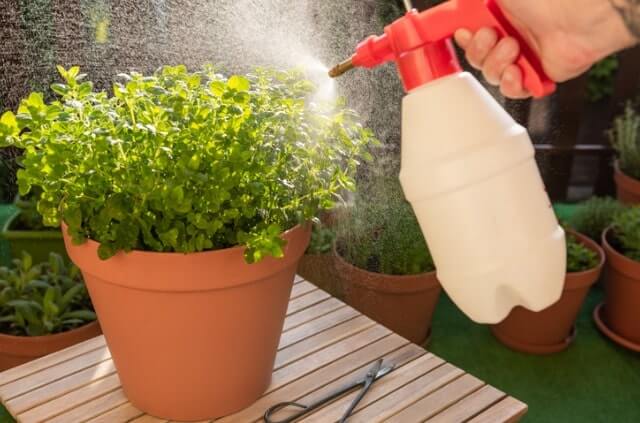 Oregano im Topf pflegen