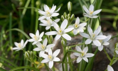 Ornithogalum (Milchstern) richtig pflegen