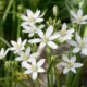 Ornithogalum (Milchstern) richtig pflegen