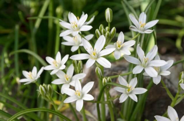 Ornithogalum (Milchstern) richtig pflegen