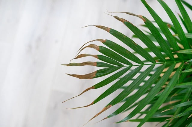 Palme vertrocknet - so kann man sie noch retten!