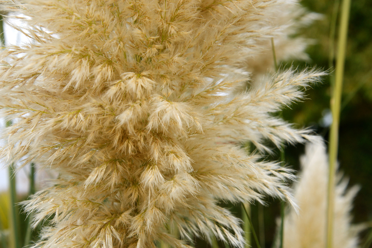 Pampasgras - Vermehrungsarten