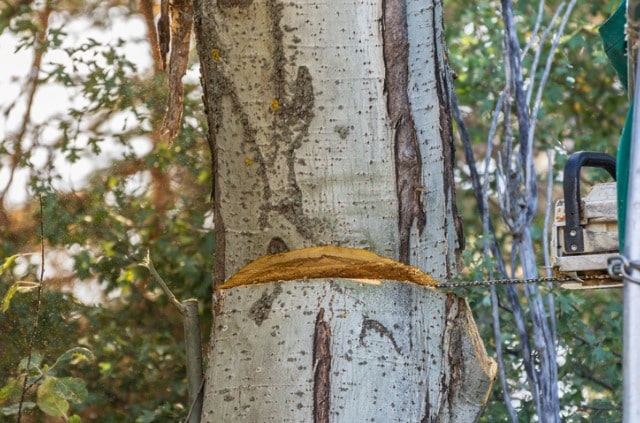 Pappeln fällen - die wichtigsten Regeln