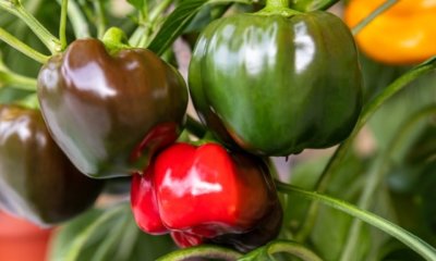 Paprika aus Samen ziehen - so gelingt es am besten