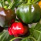 Paprika aus Samen ziehen - so gelingt es am besten