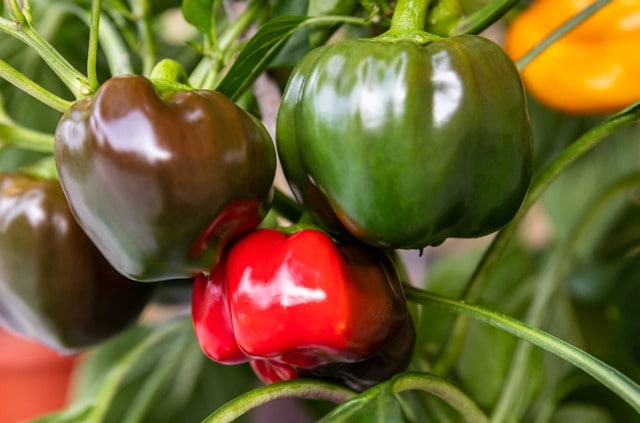 Paprika aus Samen ziehen - so gelingt es am besten