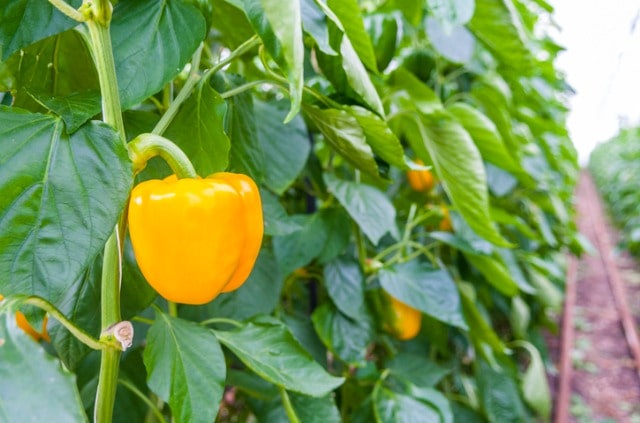 Paprika im Gewächshaus - Aussaat und Pflege