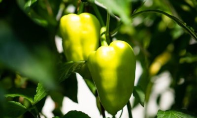 Paprika richtig düngen - wie oft und wann