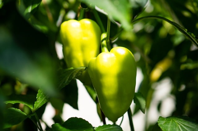 Paprika richtig düngen - wie oft und wann