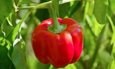 Paprika veredeln - so wird's gemacht!