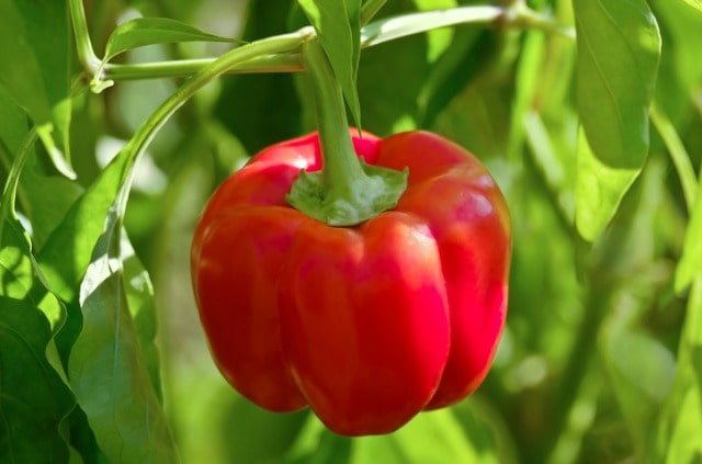 Paprika veredeln - so wird's gemacht!