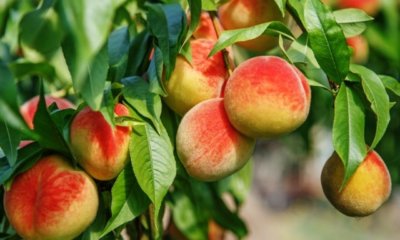 Pfirsich im Garten düngen