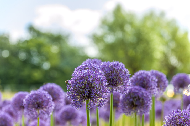 Pflege und Besonderheiten