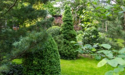 Pflegeleichte Bäume für den Garten