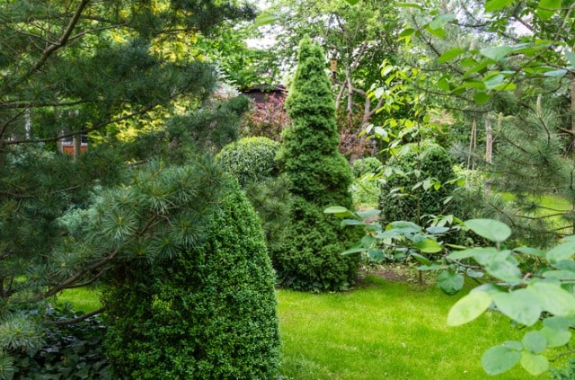 Pflegeleichte Bäume für den Garten