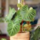 Philodendron Luftwurzeln - abschneiden oder nicht