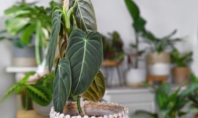 Philodendron richtig vermehren