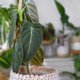 Philodendron richtig vermehren
