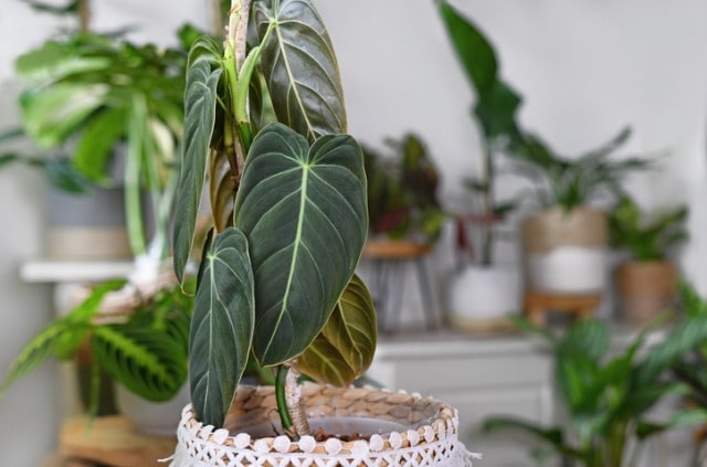 Philodendron richtig vermehren