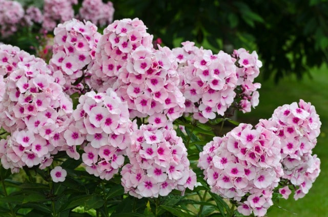 Phlox teilen und umpflanzen